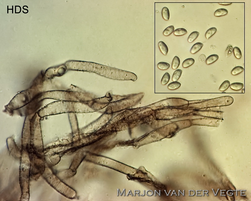 Fijnschubbige franjehoed - Psathyrella melanthina